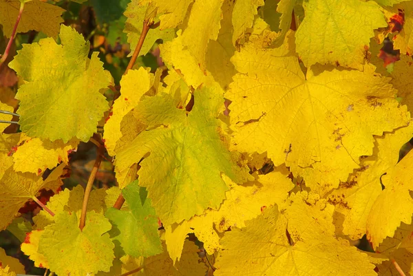 Weinblätter — Stockfoto