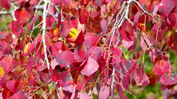 Populus Ordförande — Stockvideo