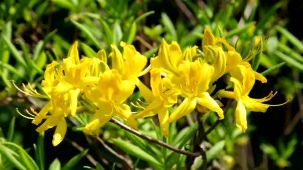 Azalea giallo — Video Stock