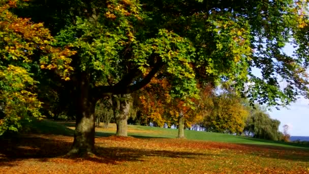 Haya en otoño — Vídeos de Stock