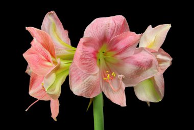 Amaryllis siyah