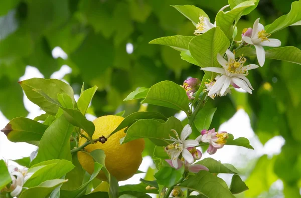 Lemon on tree — Stock Photo, Image