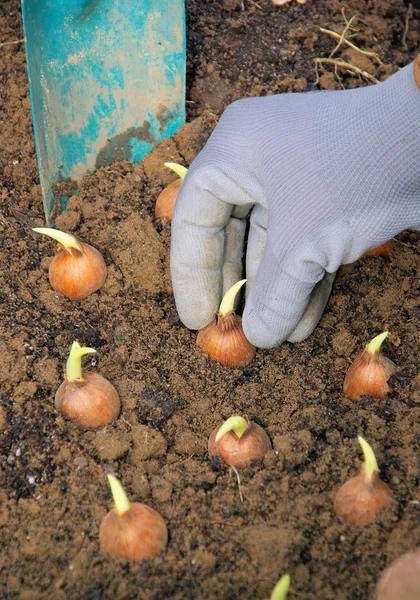 Bulb planting — Stock Photo, Image