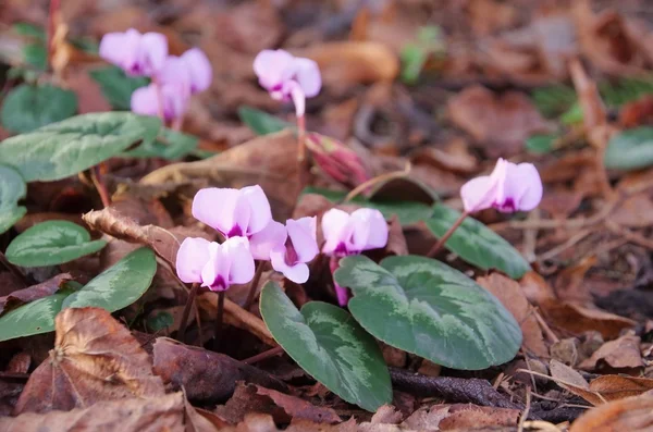 Europese cyclamen — Stockfoto