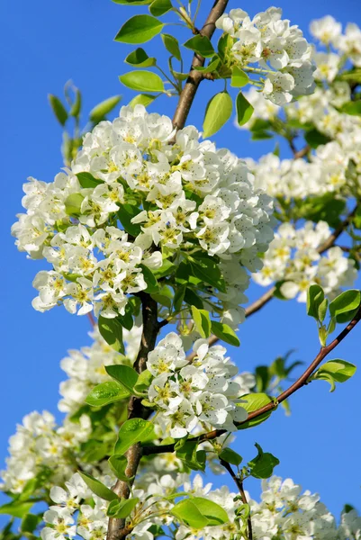 Flowering of pear tree — Stock Photo, Image