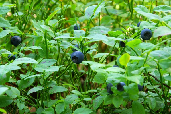 Blueberry plant — Stock Photo, Image