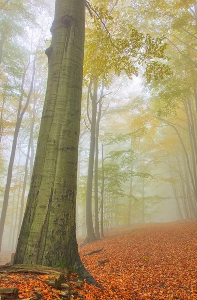 Forêt de hêtres dans le brouillard — Photo