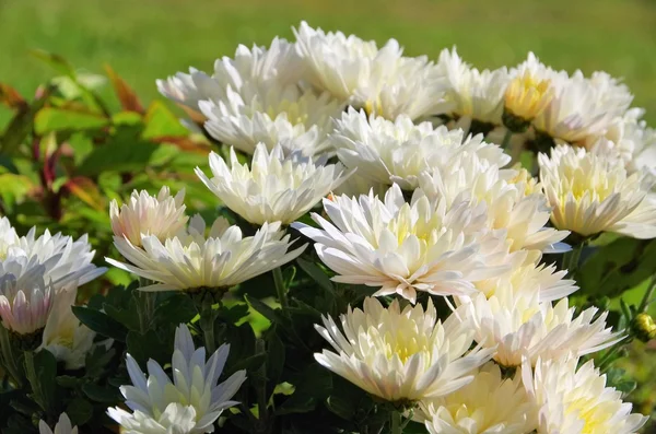 Хризантема белая — стоковое фото