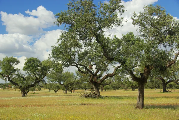 Dehesa — Stockfoto