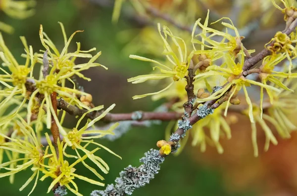 Hamamelis virginiana — Fotografia de Stock