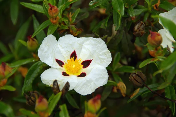 Hibiscus — Stock Photo, Image