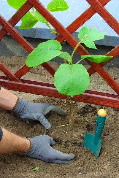 Plantando uma planta kiwi — Fotografia de Stock