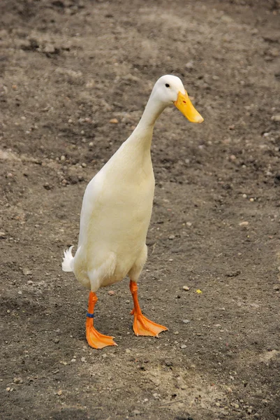 Löpare anka — Stockfoto