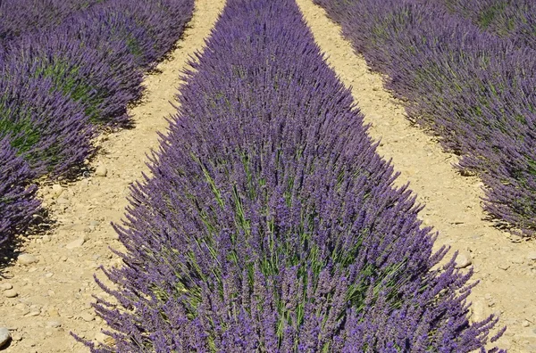 Campo de lavanda — Fotografia de Stock