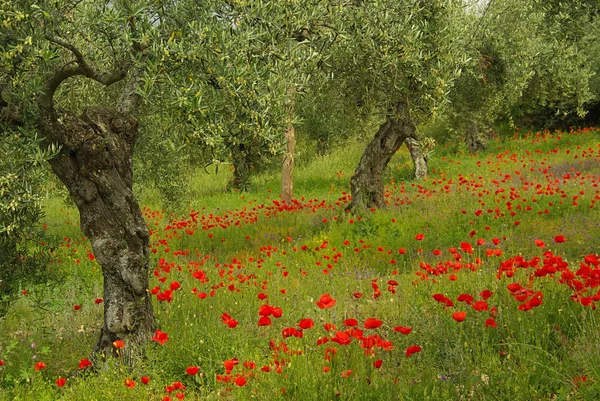 罂粟和橄榄油的树 — 图库照片
