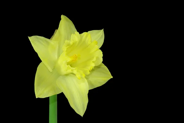 Daffodil on black background — Stock Photo, Image