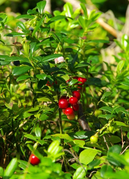 Cowberry plant — Stock Photo, Image