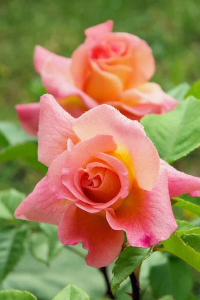 Rose — Stock Photo, Image