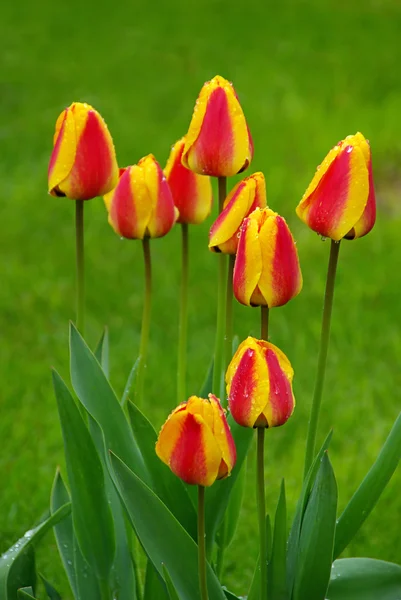 Tulpen — Stockfoto