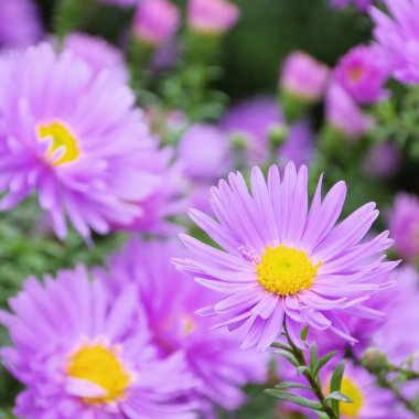 Aster novi belgii 