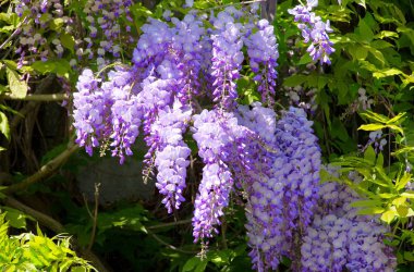 yakın çekim wisteria