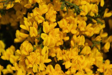 yakın çekim süpürge