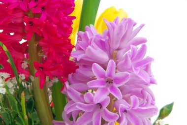 yakın çekim sümbül