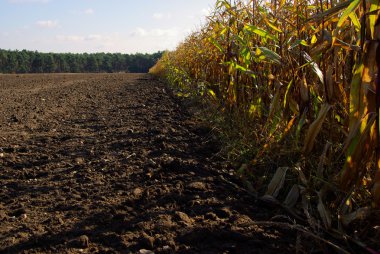 Mısır tarlasında Güz
