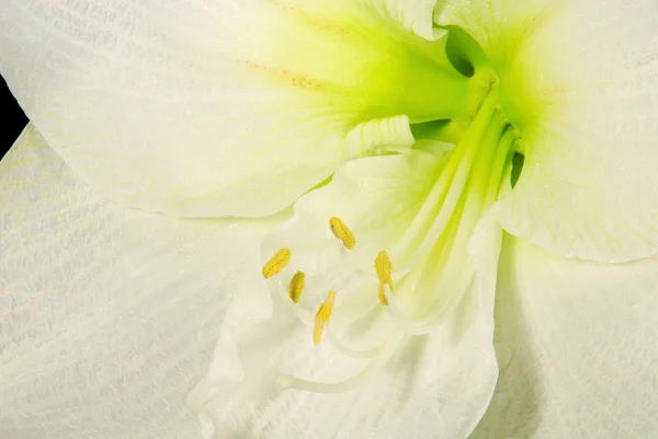 Amaryllis on black — Stock Photo, Image