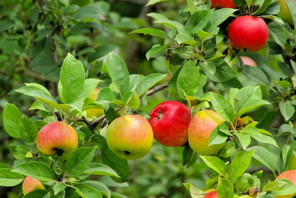 Apple на дереве — стоковое фото