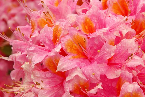 Close-up azalea — Stock Photo, Image