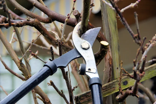 Tree cutting — Stock Photo, Image