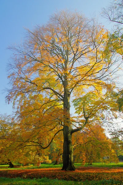 View of the beech — Stock Photo, Image