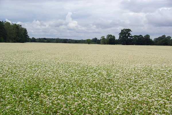 View of the buckwheat — Stock Photo, Image