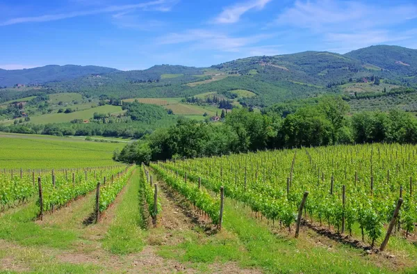 Chianti vineyard — Stock Photo, Image