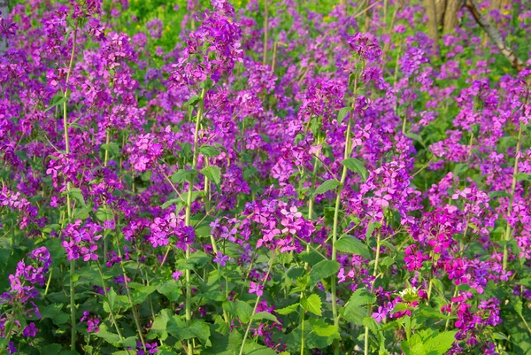 Jährliche Ehrlichkeit — Stockfoto