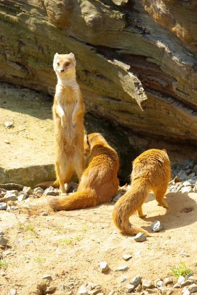 Gul mongoose — Stockfoto