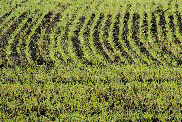 Campo de aproximação — Fotografia de Stock