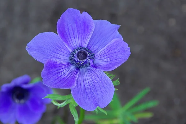 Anémona amapola — Foto de Stock