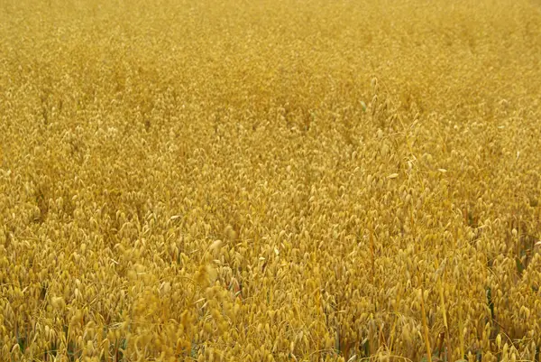 Campo de avena — Foto de Stock