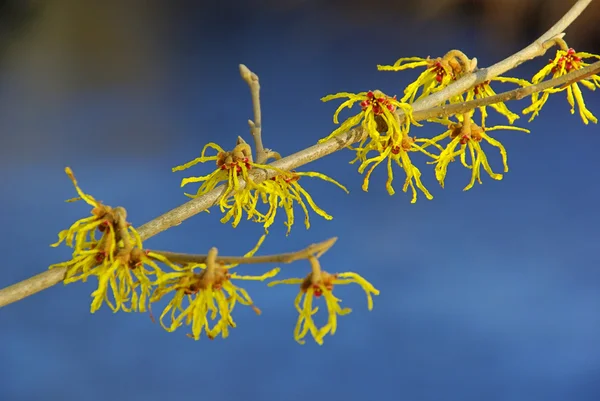 Hamamelis close-up — Fotografia de Stock