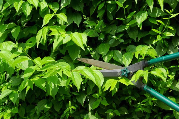 Eine Hecke schneiden — Stockfoto