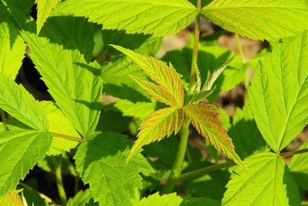 Leaf from raspberry — Stock Photo, Image