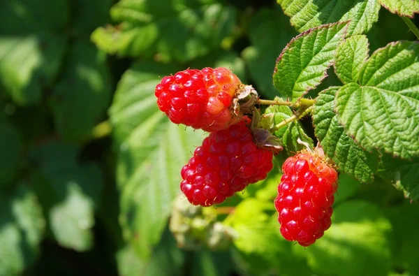 Raspberry — Stock Photo, Image