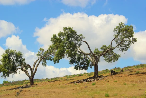 Cork oak — Stock Photo, Image