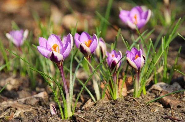 Close-up Crocus — Stock Photo, Image