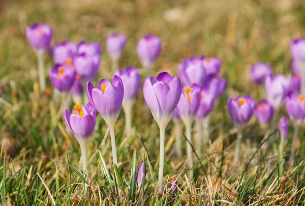 Közeli crocus — Stock Fotó