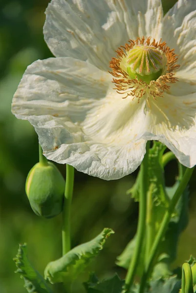 Nahaufnahme-Mohn — Stockfoto