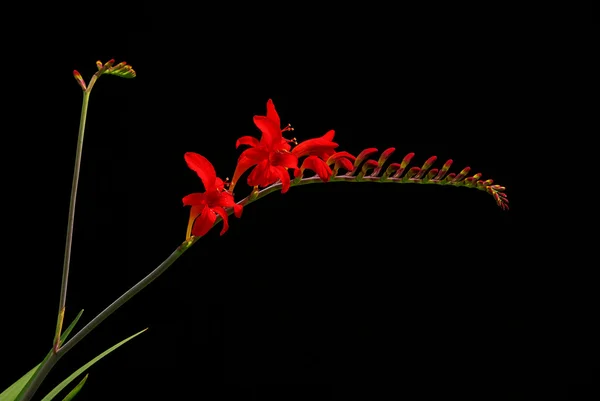 Close-up Crocosmia — Stock Photo, Image