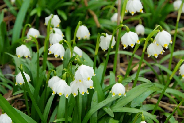 Wilde narcis — Stockfoto